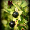 nightshade424